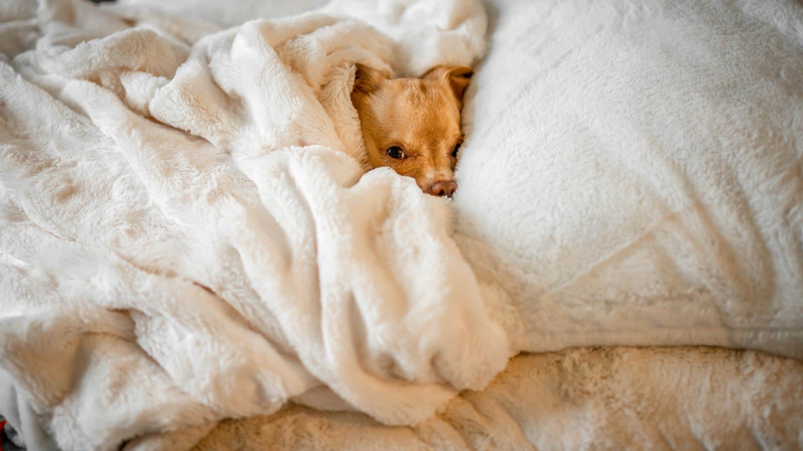 A small dog tucked into a white blanket on a bed